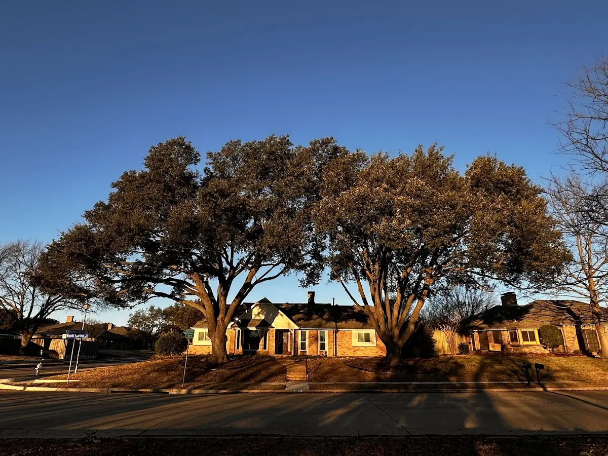 Established residential canopy tree shading a home in Sherwood